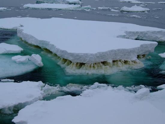 Sea ice in Antarctica showing a brown layer of algae.