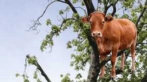 cow-in-tree1.png