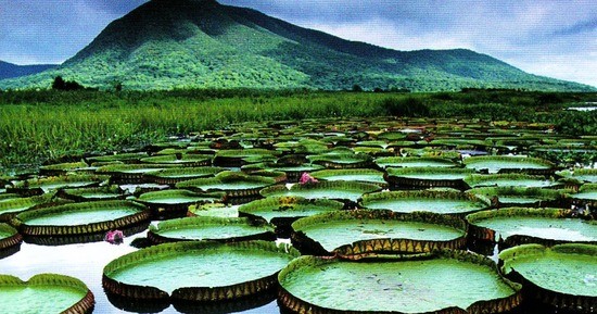 Victoria amazonica. The common name for this organism is Giant Water Lily.